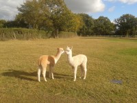 /album/alpies/kissing-alpacas-jpg/
